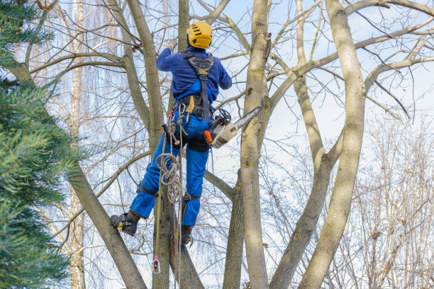 Mcminnville, OR Tree Care Services Company