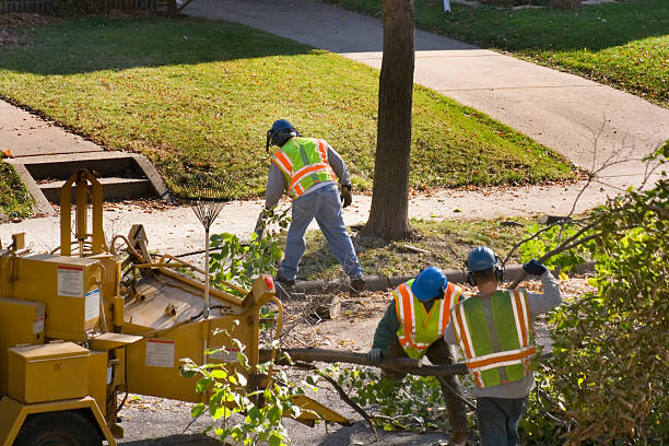 How Our Tree Care Process Works  in  Mcminnville, OR