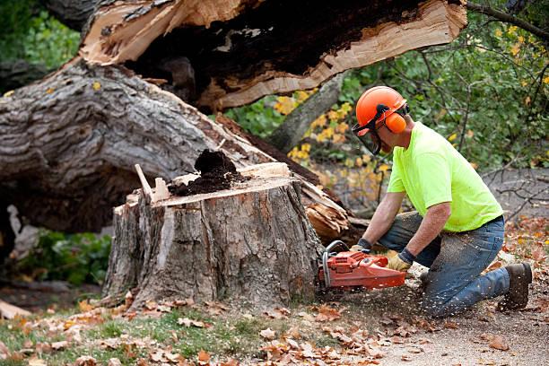 Best Tree Trimming and Pruning  in Mcminnville, OR